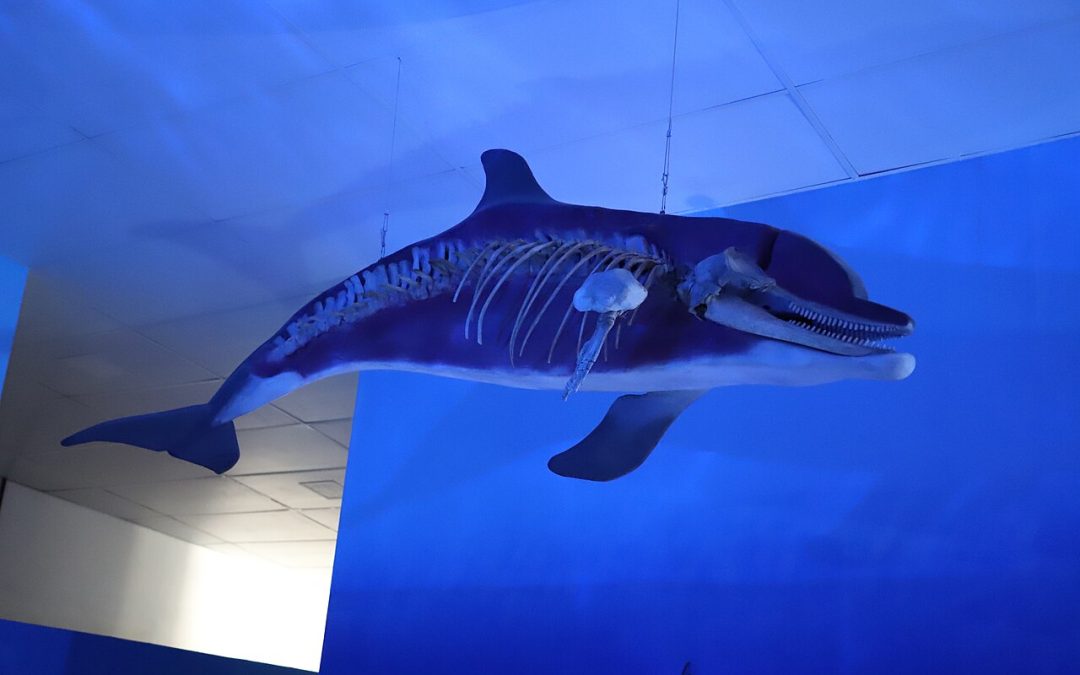 Museu Oceanográfico de Arraial do Cabo: horários, ingressos e o que ver