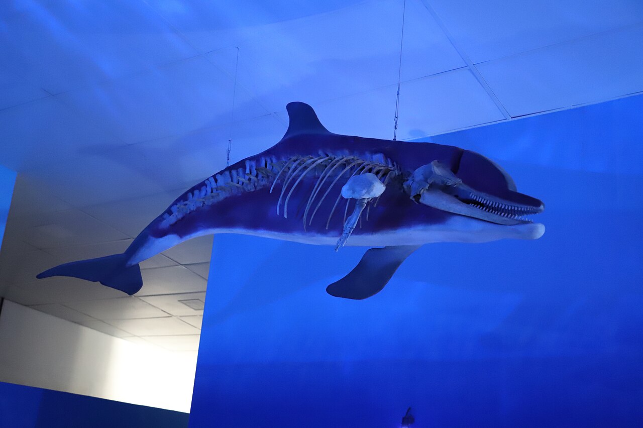 Esqueleto de golfinho exposto no Museu Oceanográfico do IEAPM, em Arraial do Cabo.